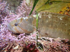 Cebidichthys violaceus