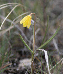 Fritillaria pudica