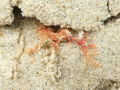 Rhodophyta