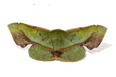 Fascellina plagiata