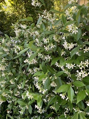 Trachelospermum