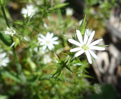 Stellaria pungens