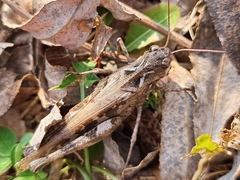 Oedaleus infernalis