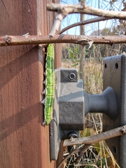 Sphinx morio arestus