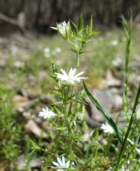 Stellaria pungens