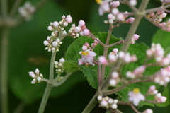 Miconia subcrustulata
