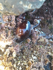 Monetaria caputserpentis