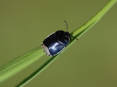 Canthophorus