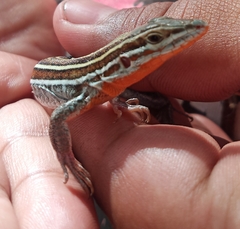 Aspidoscelis hyperythrus