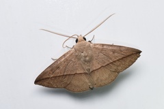 Ugia purpurea