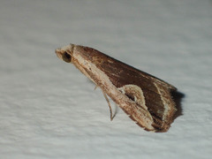 Rivula curvifera