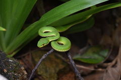 Trimeresurus albolabris