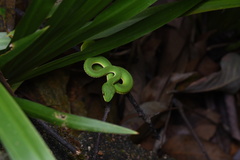Trimeresurus albolabris