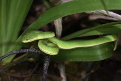 Trimeresurus albolabris