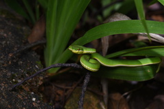 Trimeresurus albolabris