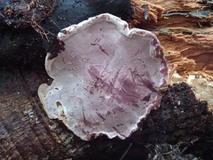 Rhodofomitopsis feei