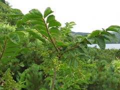 Toxicodendron trichocarpum