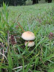 Psilocybe cubensis