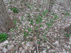 Ribes americanum