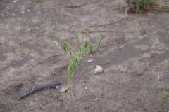 Sphenoclea zeylanica