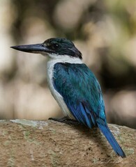 Todiramphus sordidus