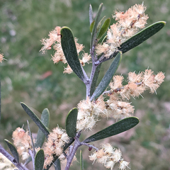 Acacia mucronata