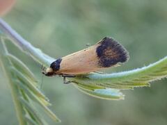Merocroca automima
