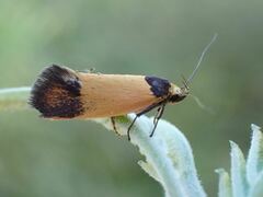 Merocroca automima