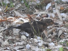 Turdus merula azorensis