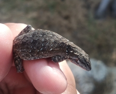 Urosaurus nigricauda