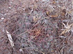 Thelocactus hexaedrophorus