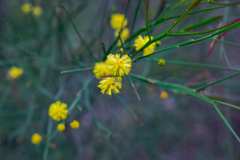 Acacia extensa