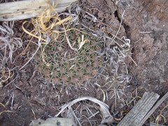 Mammillaria uncinata