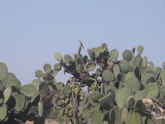 Opuntia streptacantha
