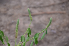 Sphenoclea zeylanica