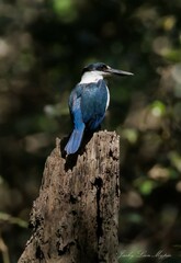 Todiramphus sordidus