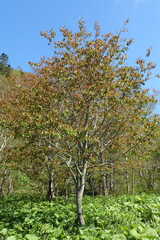 Prunus ssiori