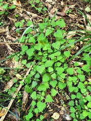 Urtica sykesii