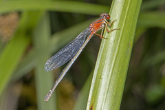 Xanthagrion erythroneurum