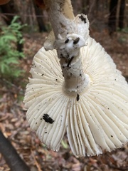 Pantherinae