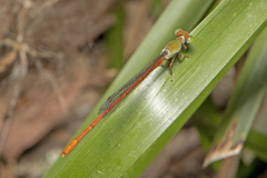 Ceriagrion aeruginosum