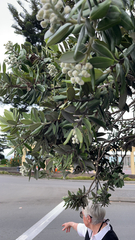 Metrosideros excelsa