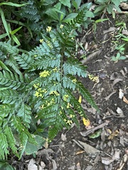 Taphrina cornu-cervae