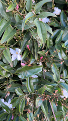 Jasminum polyanthum
