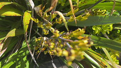 Phormium cookianum