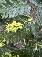 Taphrina cornu-cervae