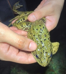 Rana draytonii