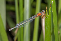 Xanthagrion erythroneurum
