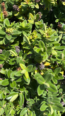 Veronica elliptica