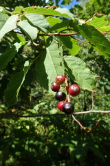 Prunus ssiori